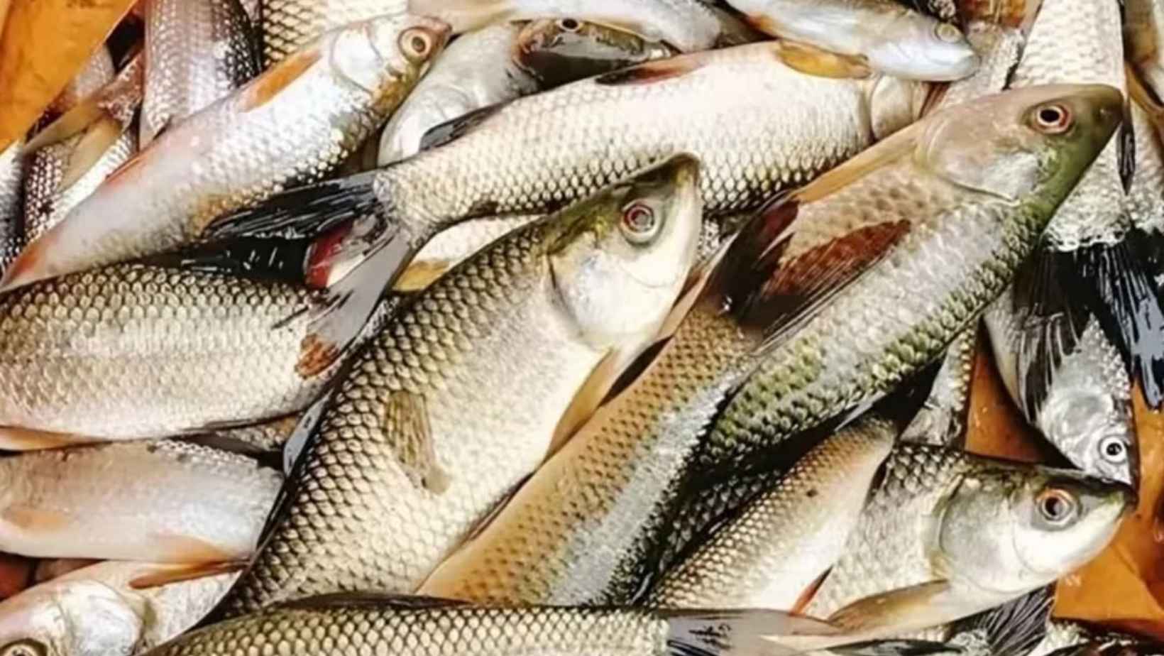 Patna Fisheries Hub Nfdb Regional Office Chhapra Bihar